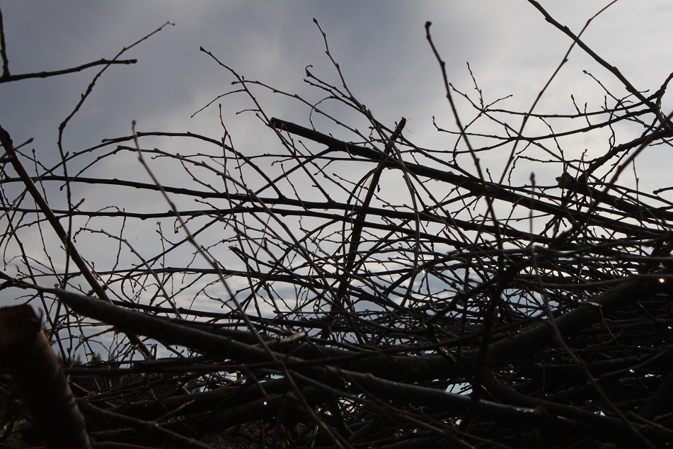 Quelques branchent se trouves sur mon passage