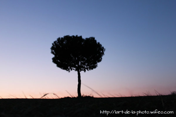 photographie un arbre